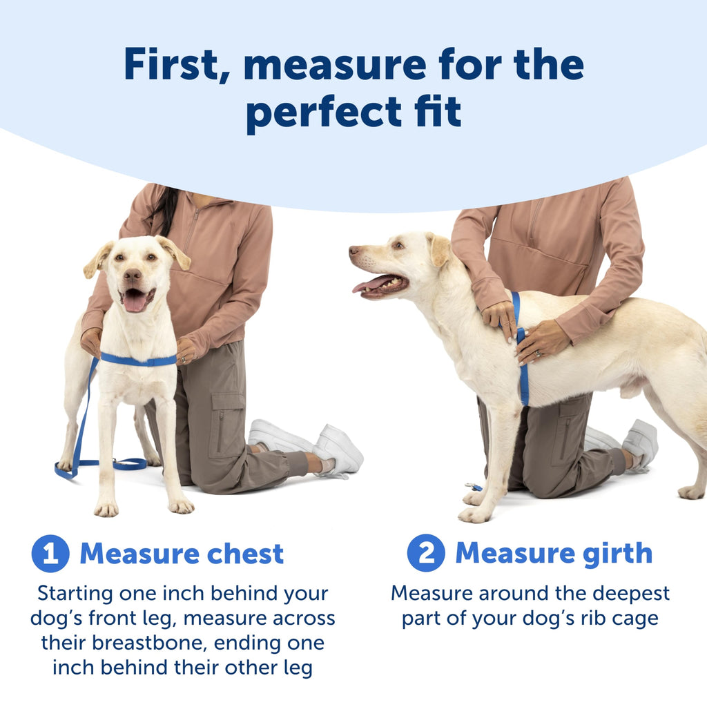 PetSafe Easy Walk Deluxe Dog Harness, No Pull Dog Harness – Perfect for Leash & Harness Training – Stops Pets from Pulling and Choking on Walks – Medium, Ocean